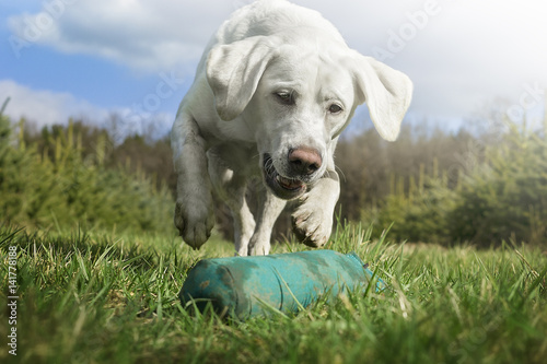 weißer labrador retriever hund welpe spielt auf einer wiese