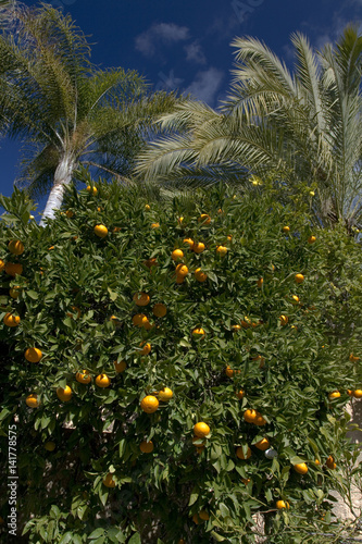 Citrus reticulata / Mandarinier