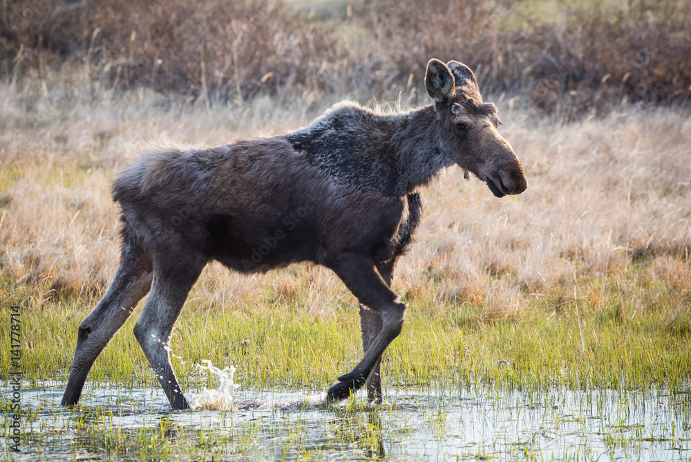 Fototapeta premium Young Bull Moose