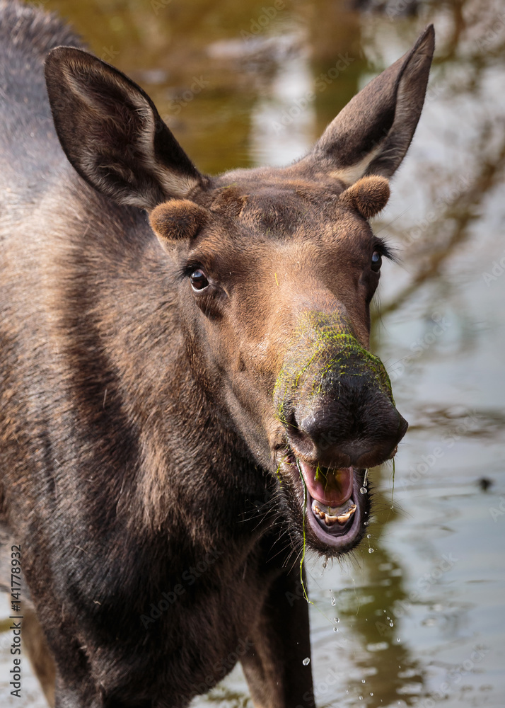 Bull Moose