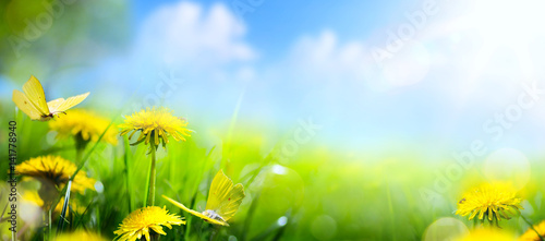 Easter spring flower background  fresh flower and yellow butterfly on green grass background