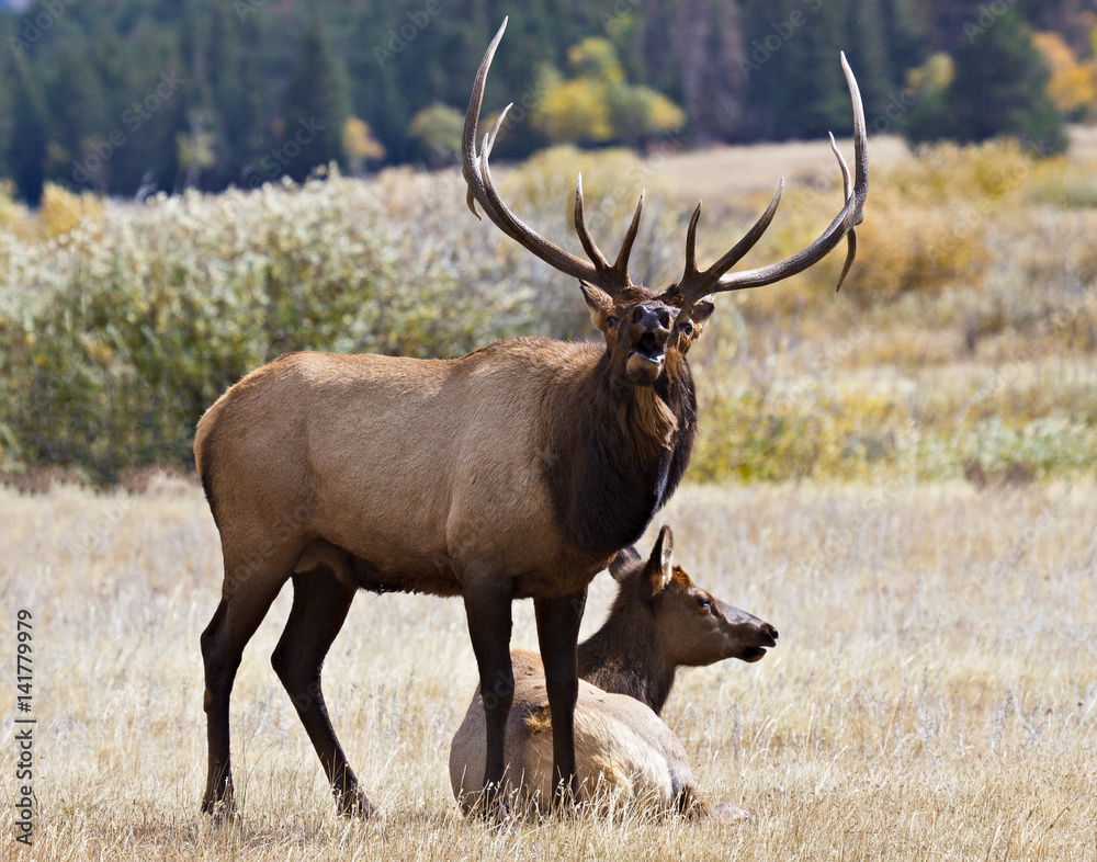 Bull Elk in Colorado Bull Elk in Colorado
