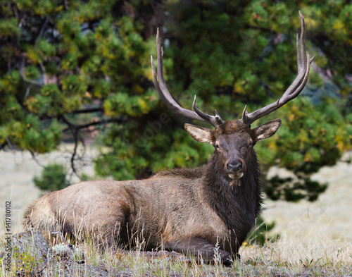 Fototapeta Naklejka Na Ścianę i Meble -  Bull Elk in Colorado