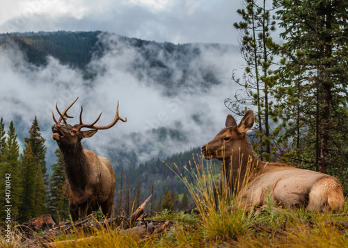 Wild elk in the Rocky Mountains of Colorado.