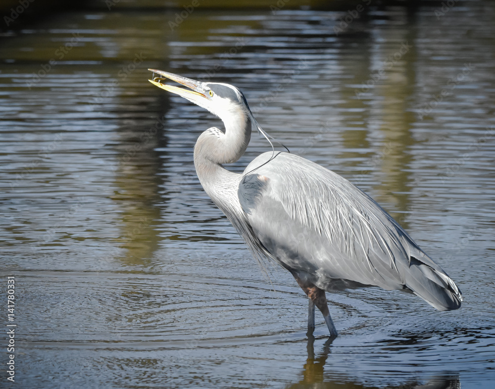 Fototapeta premium Great Blue Heron