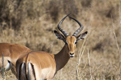 Impala Kruger Park Mpumalanga South Africa © Manuel