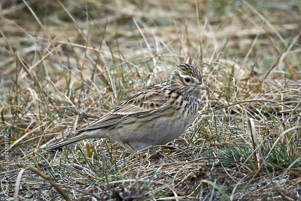 Eurasian skylark (Alauda arvensis) Eurasian skylark (Alauda arvensis)