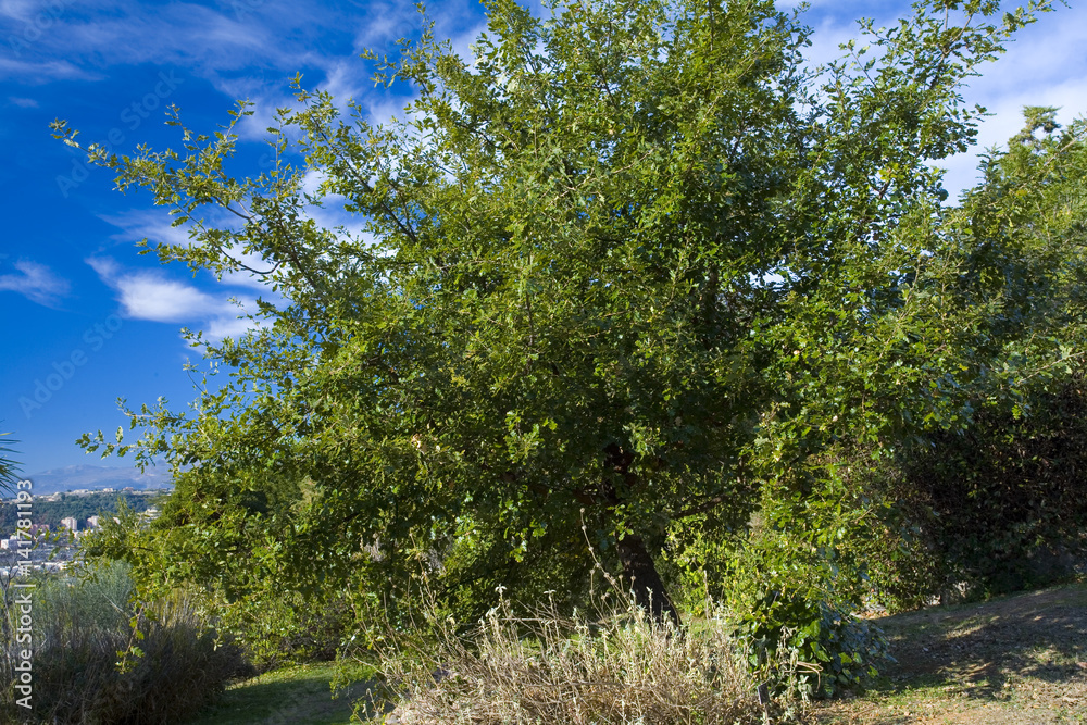 Quercus pubescens / Chêne pubescent