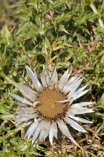 Carlina acaulis / Carline acaule / Carline à tige courte photo