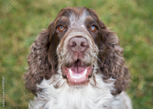 Obraz na płótnie Show cocker spaniel