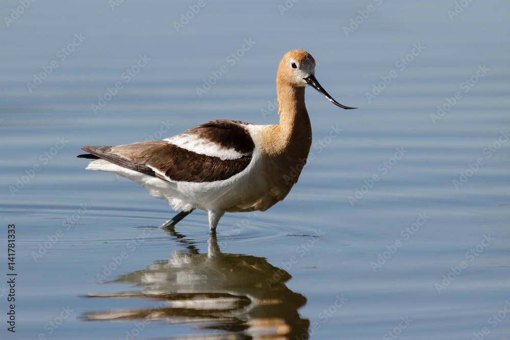 American Avocet Scrounging for Food in a Pond.