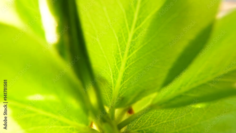 close up of green leaf close up of green leaf