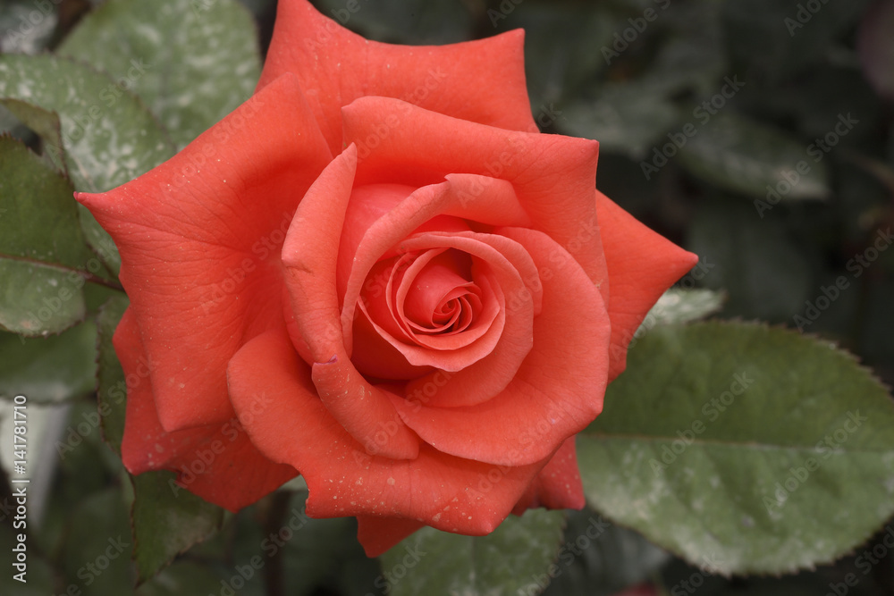 Rosa x / Rose 'Lady Rose' Stock Photo | Adobe Stock