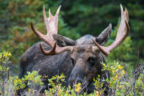 The Shiras Moose of Colorado
