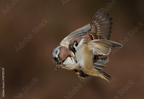 Eurasian Tree Sparrows in brutal battle in the air 