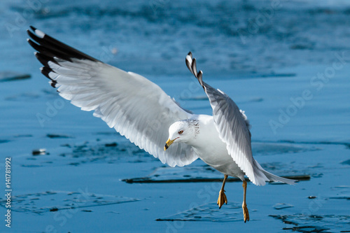 Ring-billed Gull Hovering Over a Frozen Lake