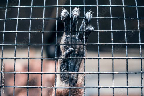 Bilde på lerret Primate hands gripping on cage