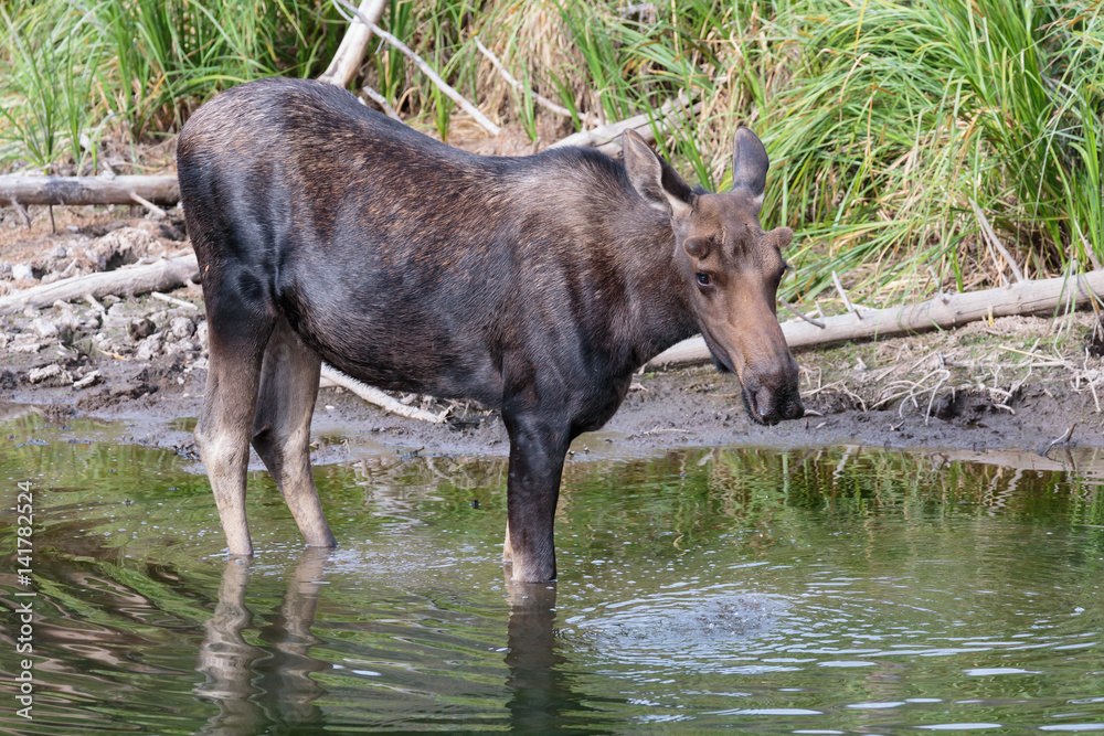 Bull Moose in Pond Bull Moose in Pond