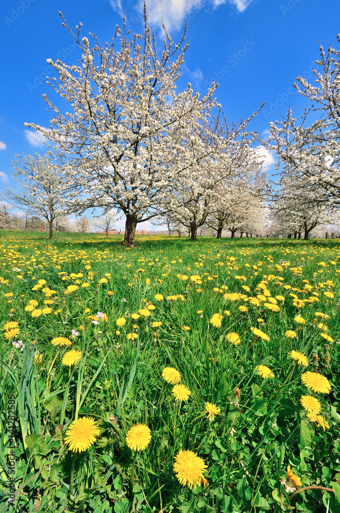 Fototapeta premium Löwenzahnwiese mit blühenden Kirschbäumen