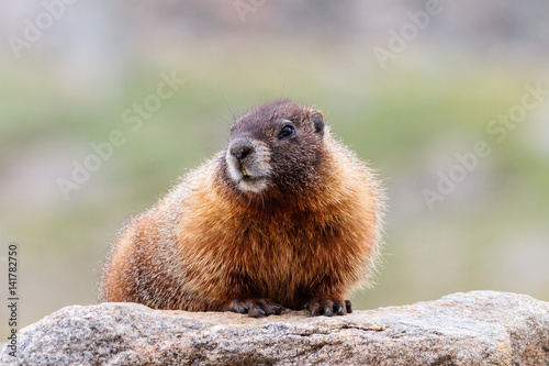 Marmot in the Rocky Mountains