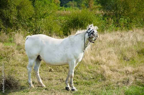A young horse grazing outdoors on the field