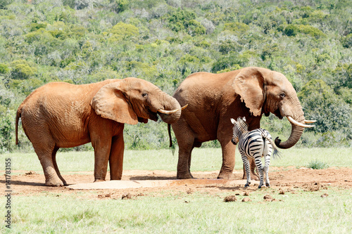 Elephants drinking water while keeping an eye on the Zebra