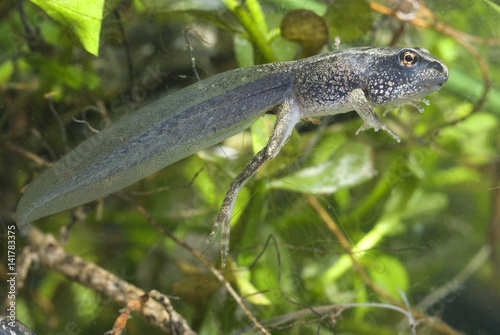 Rana dalmatina / Grenouille agile / Tétard