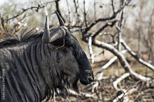 Wildebeest, Kruger Park, Mpumalanga, South Africa