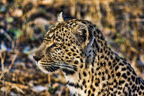 Leopard  Sabi Sands  Game Reserve  South Africa