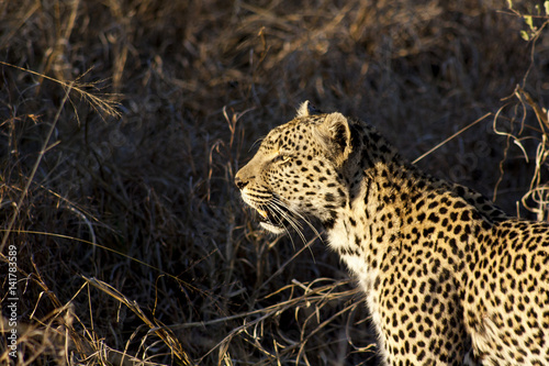 Leopard, Sabi Sands, South Africa