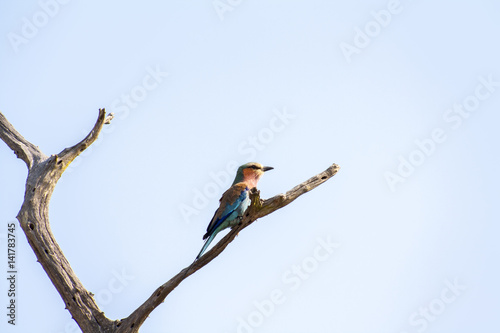 lilac broasted roller, Kruger park, Mpumalanga, South Africa