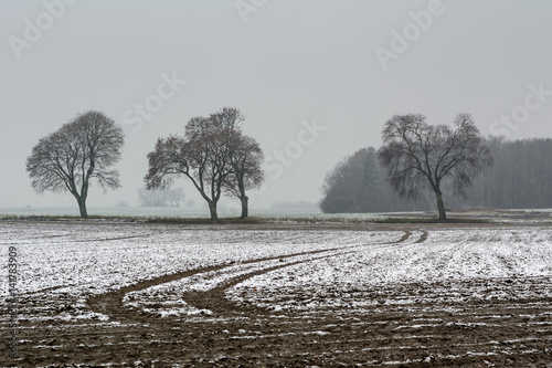 Wallpaper Mural Trees in the field in row. Cloudy and misty day.  Torontodigital.ca