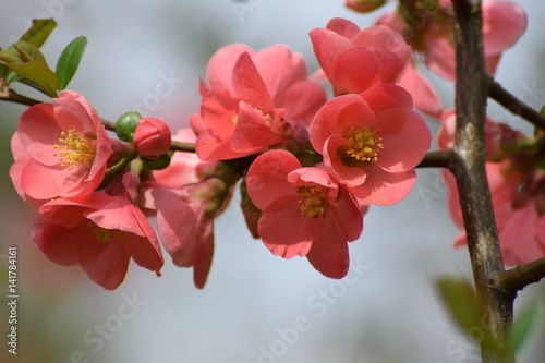 Beautiful Japanese quince blossom