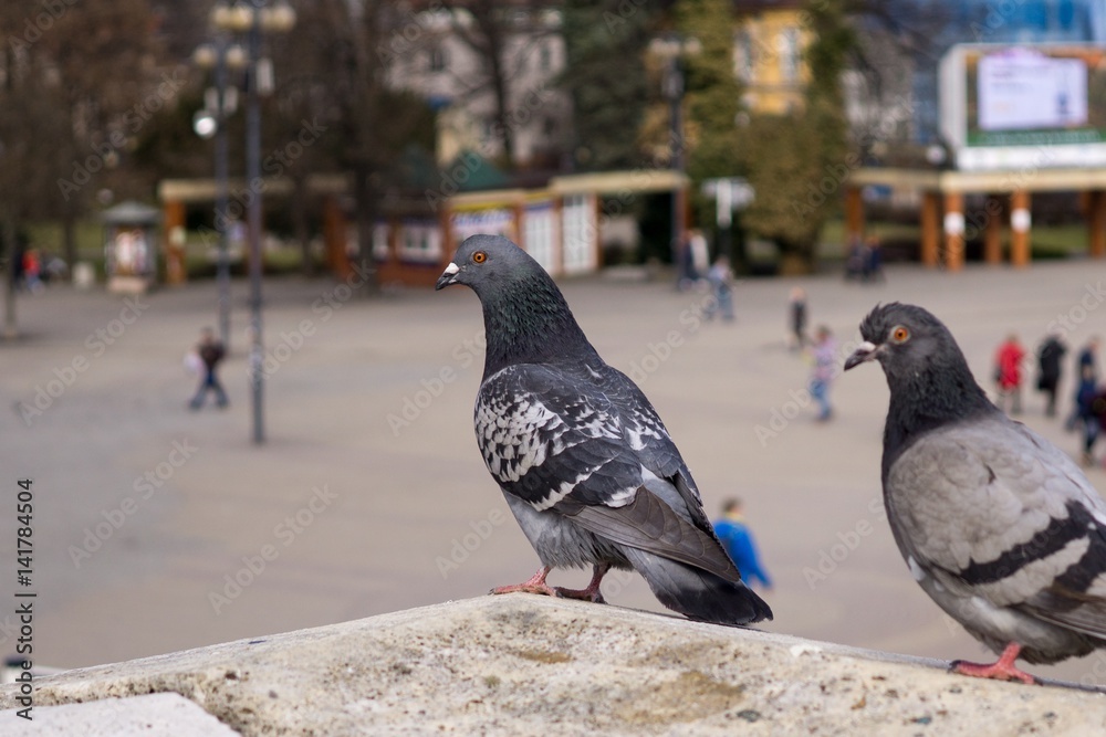 Mating pigeons in the town. Slovakia Mating pigeons in the town. Slovakia