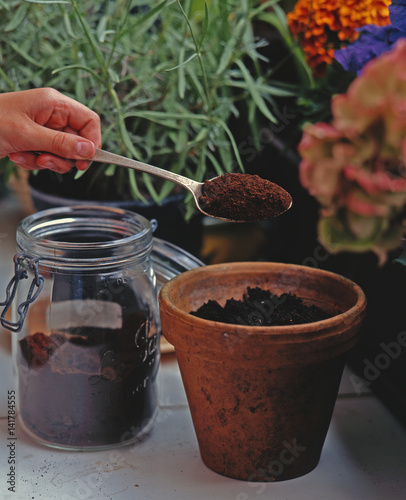 Marc de café sur plante en pot photo
