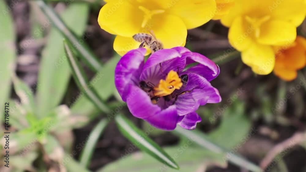Bee collects nectar and flies. Violet blooming crocuses in light breeze. Sunny day. Bee collects nectar and flies. Violet blooming crocuses in light breeze. Sunny day.