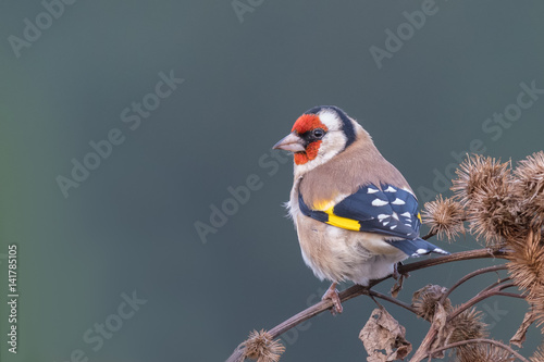 European Goldfinch/autumn