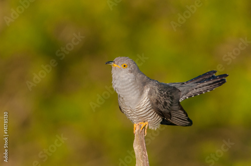 Common Cuckoo sunrise