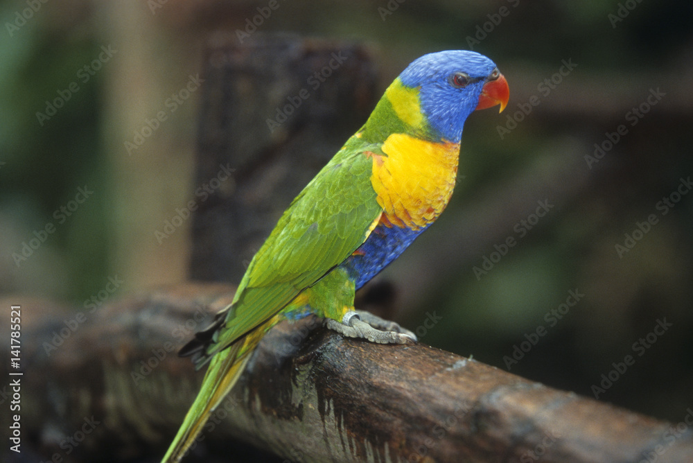 Trichoglossus haematodus / Loriquet à tête bleue / Perruche des cocotiers Trichoglossus haematodus / Loriquet à tête bleue / Perruche des cocotiers