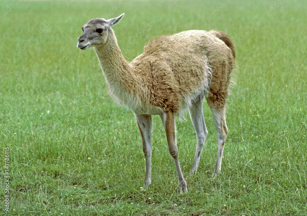 Vicugna vicugna / Vigogne