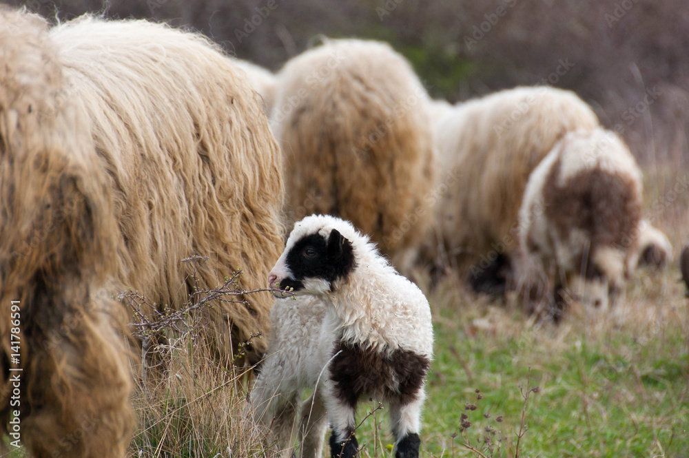 Sheep and lambs on pasture Sheep and lambs on pasture