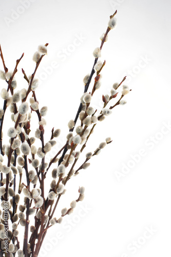 catkins