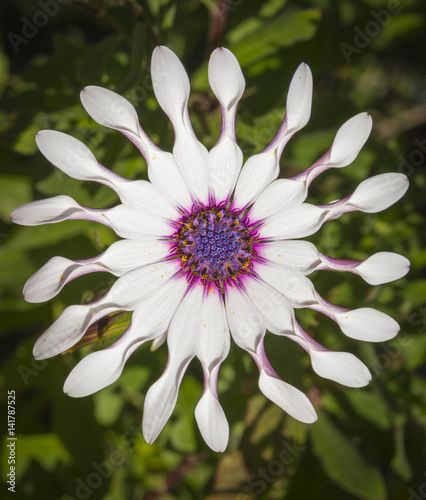 shrubby daisybush also called trailing African daisy photo