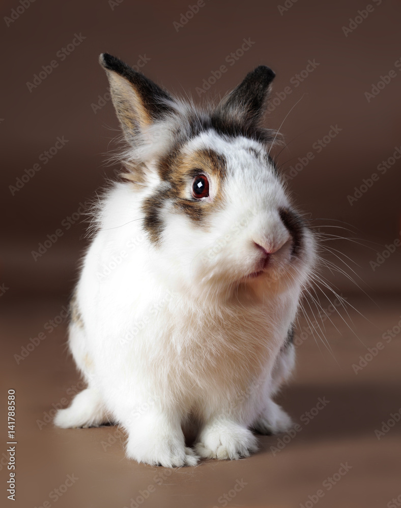 Rabbit in the studio Rabbit in the studio