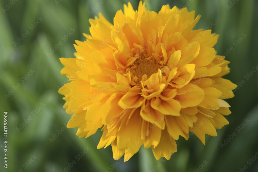 Coreopsis grandiflora / Coreopsis 'Early Sunrise' Coreopsis grandiflora / Coreopsis 'Early Sunrise'