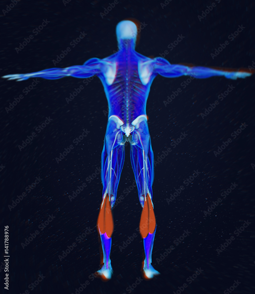 Calf muscles, human anatomy, gastrocnemius. 3d illustration Calf muscles, human anatomy, gastrocnemius. 3d illustration