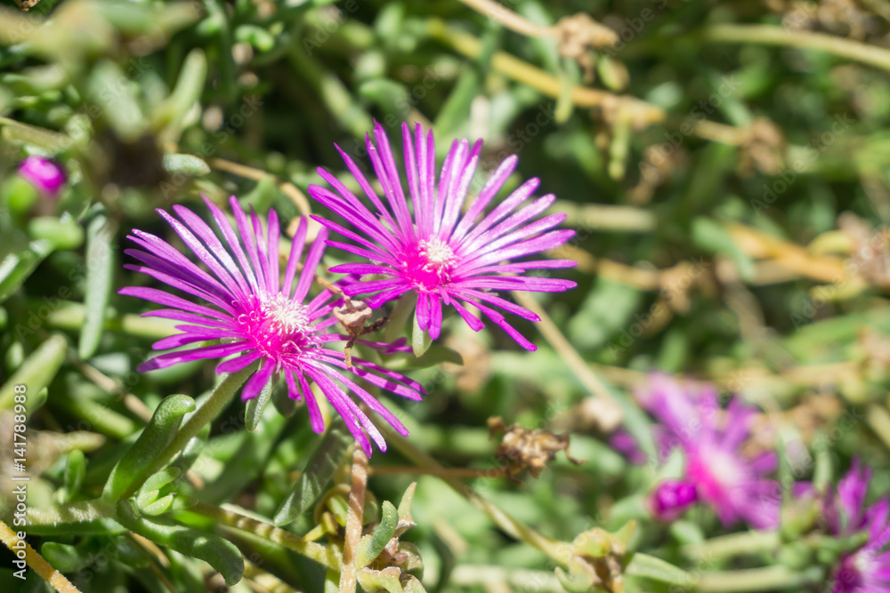 Beautiful flowers in the old town of Livo, Italy, in summer Beautiful flowers in the old town of Livo, Italy, in summer