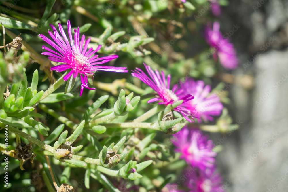 Beautiful flowers in the old town of Livo, Italy, in summer Beautiful flowers in the old town of Livo, Italy, in summer