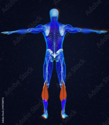 Calf muscles, human anatomy, gastrocnemius. 3d illustration