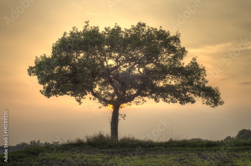 Tree sunset